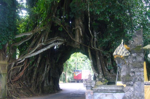 Un tunnel sous un arbre centenaire